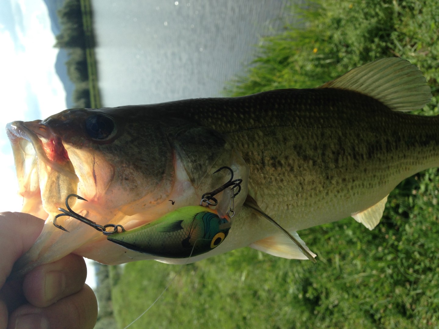 Bass s ranom od wormice kao dokaz catch and release