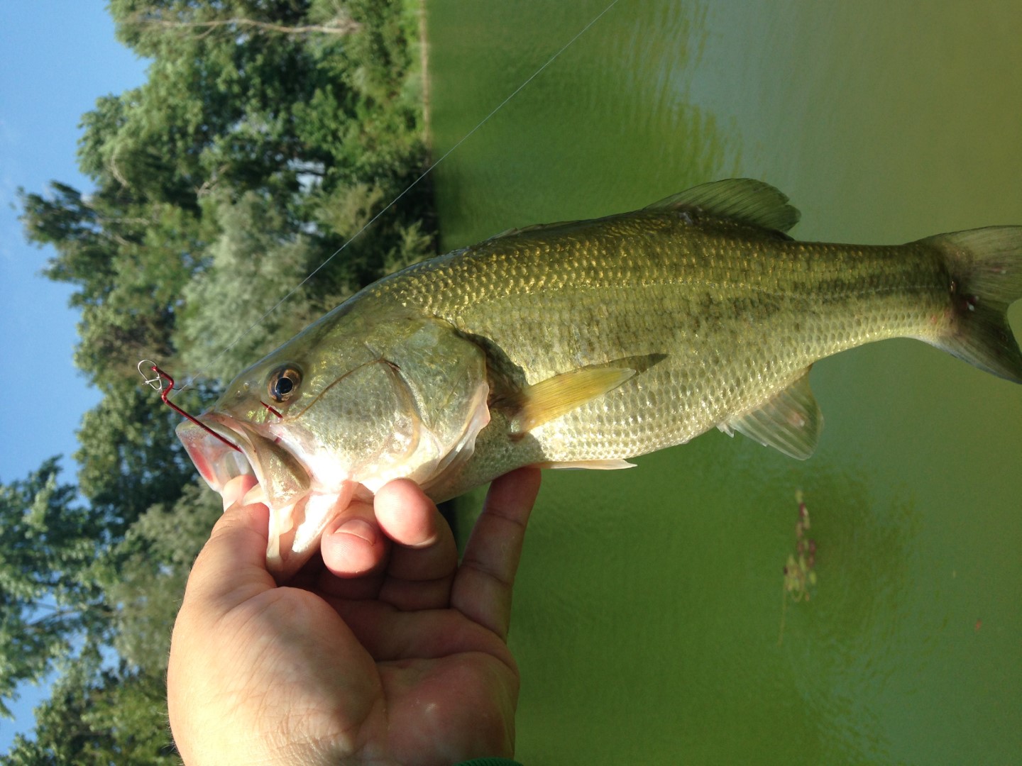 Bass ulovljen iz hladovine