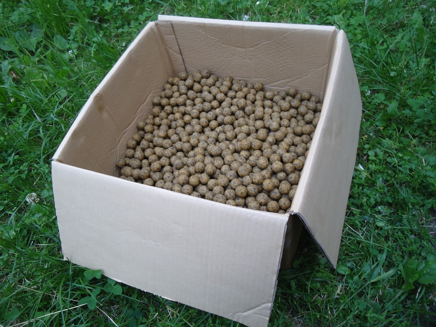 Deset kilograma boili je bilo dovoljno za uloviti ovog šarana