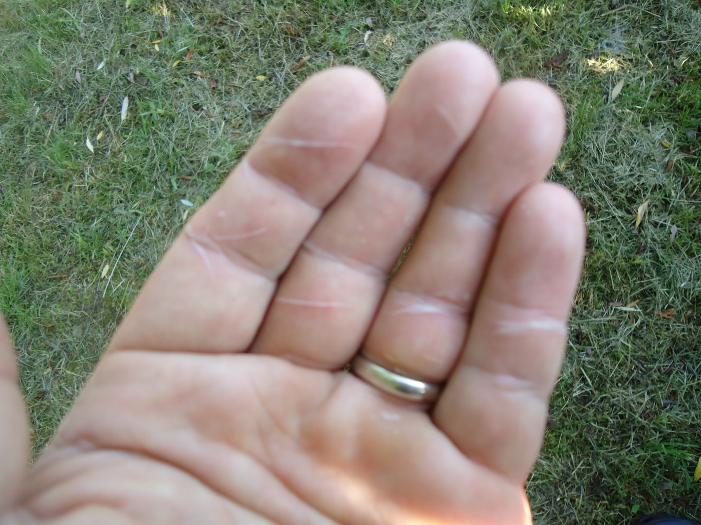 Kad je šaran primio boilu i jurnuo na vodu