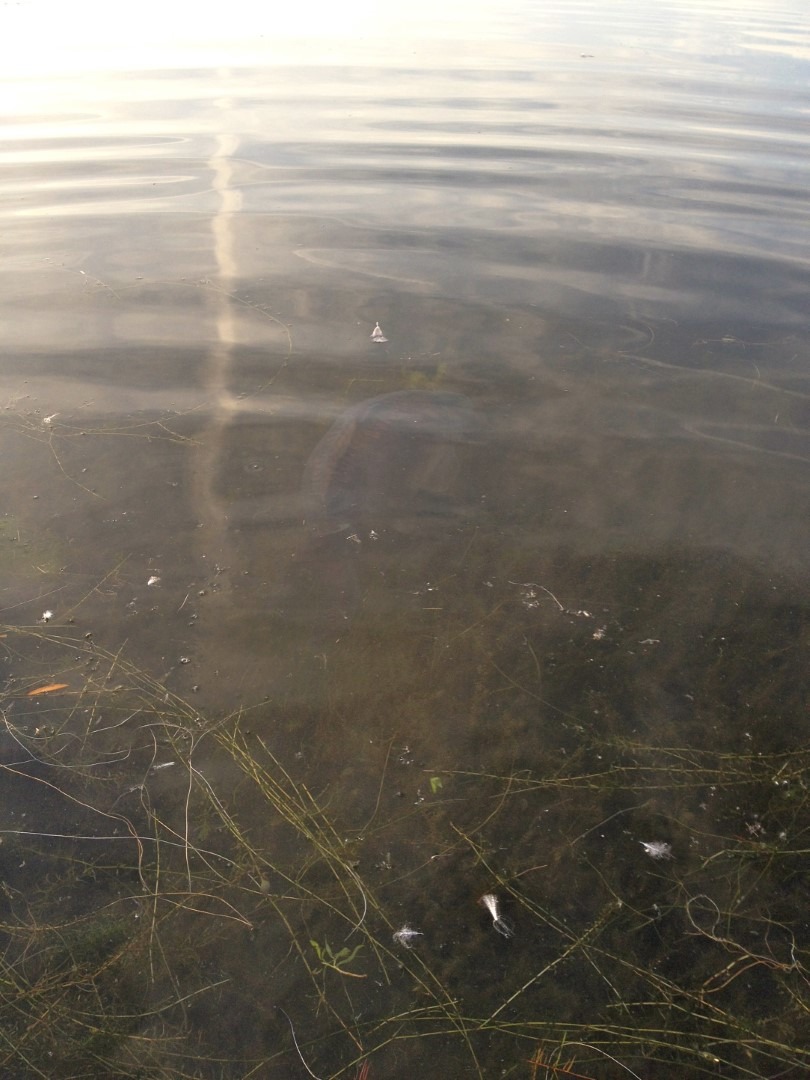 Puštanje ulovljenog šarana natrag u jezero