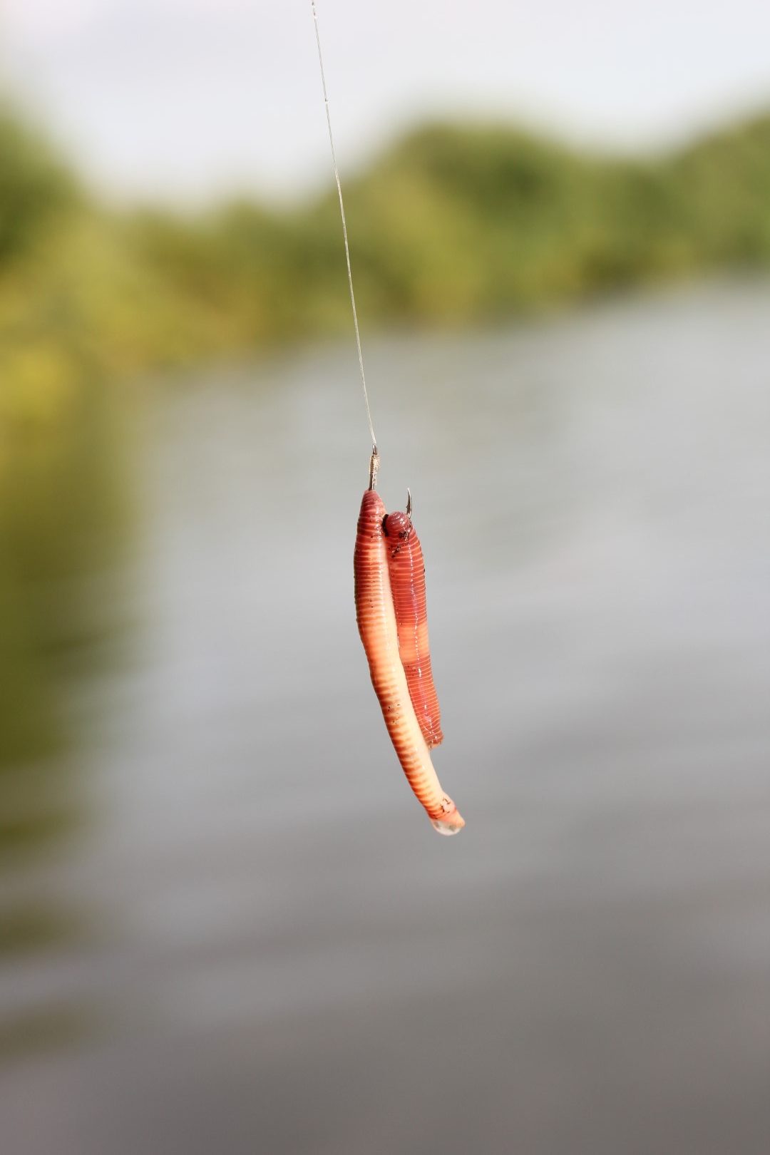 Dvije gliste za izdvajanje krupnijih riba