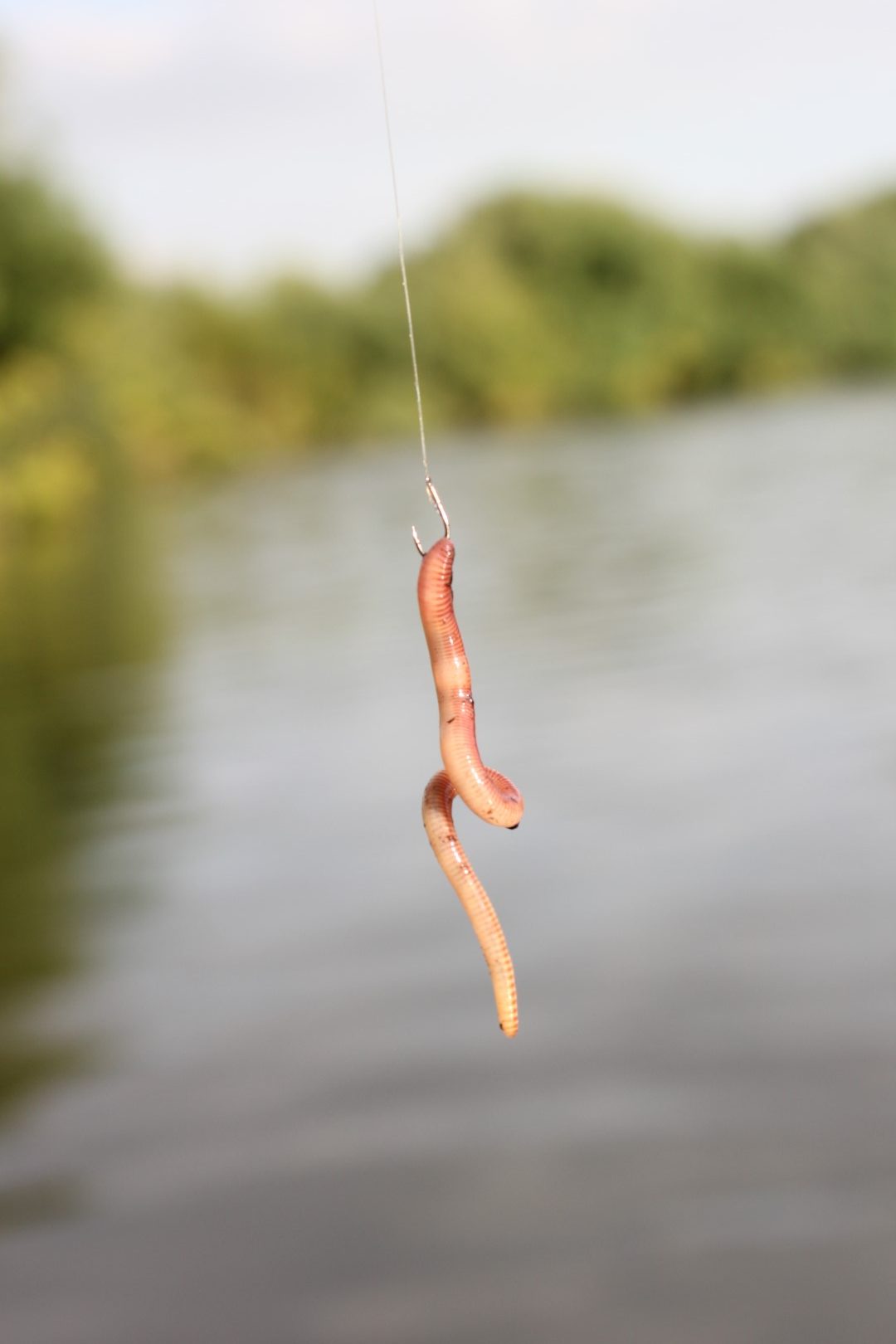 Dendrobena veneta glista kao mamac
