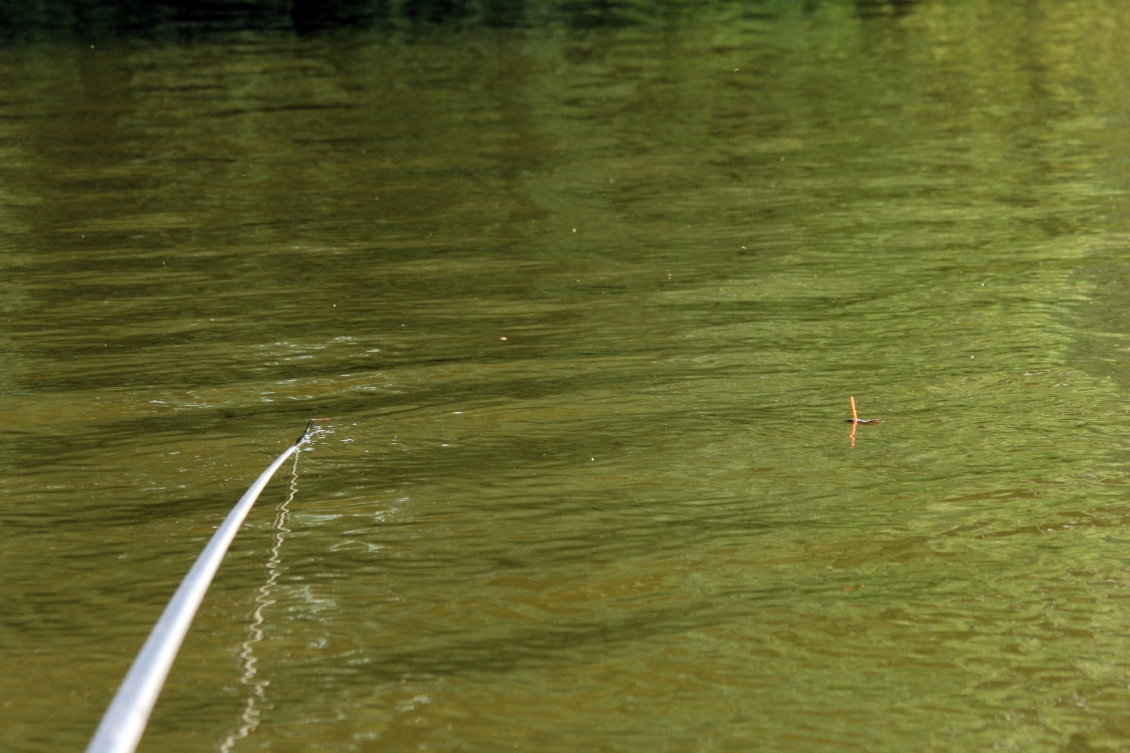 Carp Bungee gumica za šteku