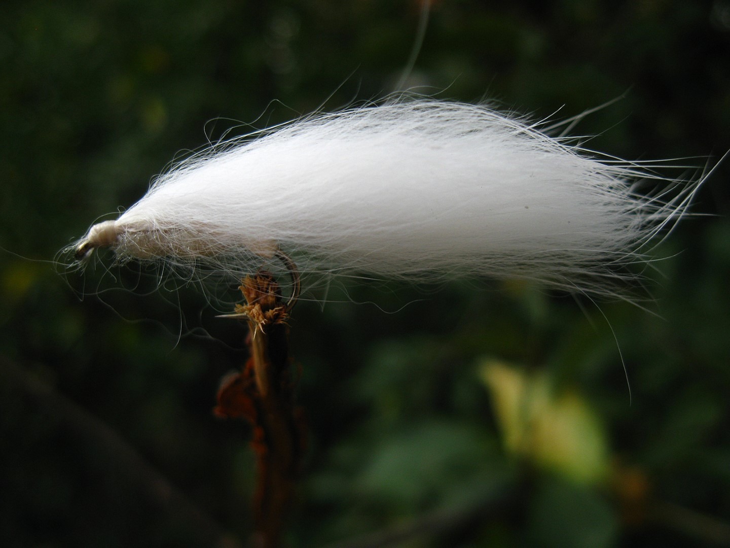 Zonker streamer varijacija 1