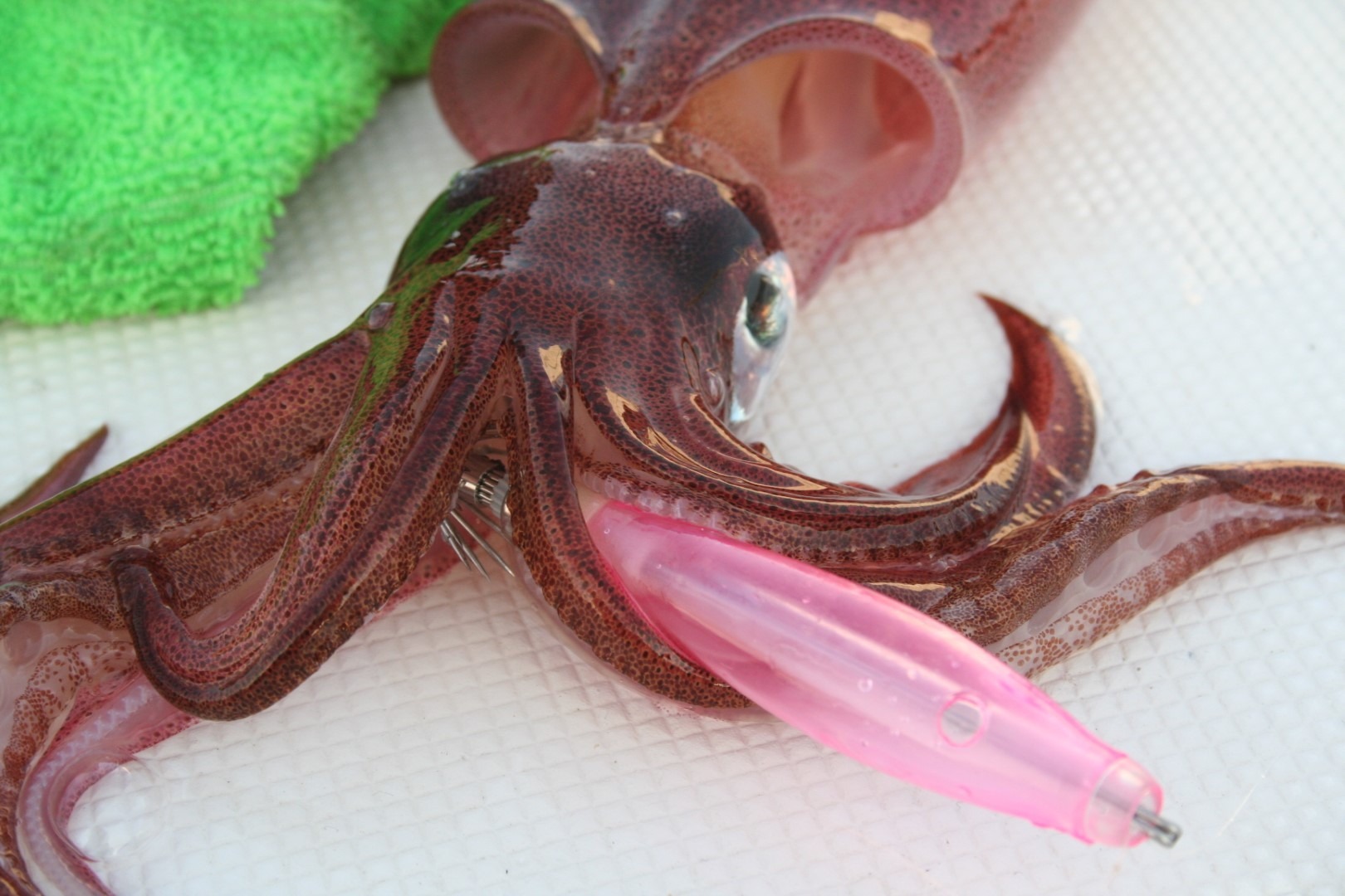 Varalica Powersquid i njen ulov