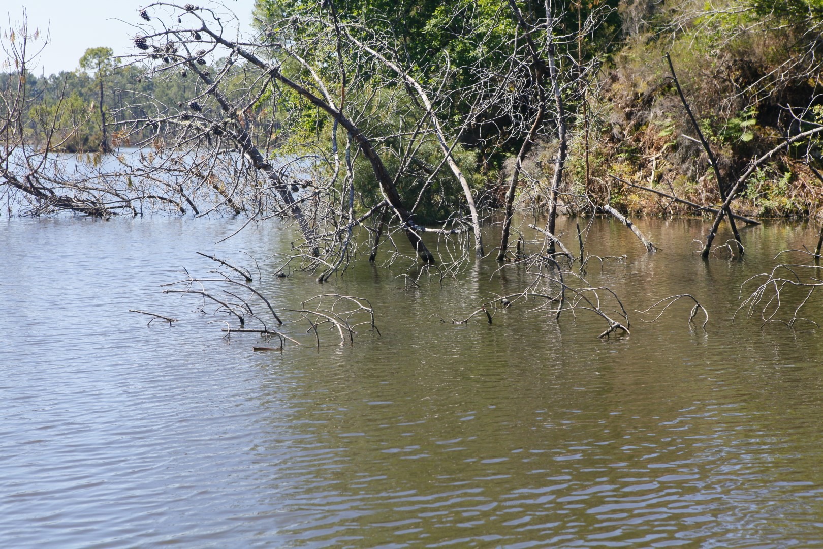 Veliki šarani ispod palog drveta
