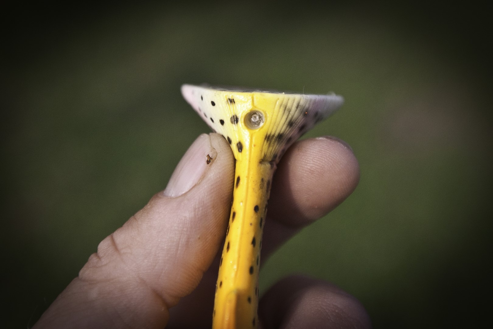 Zvečka u repu 3D Rattle Trout