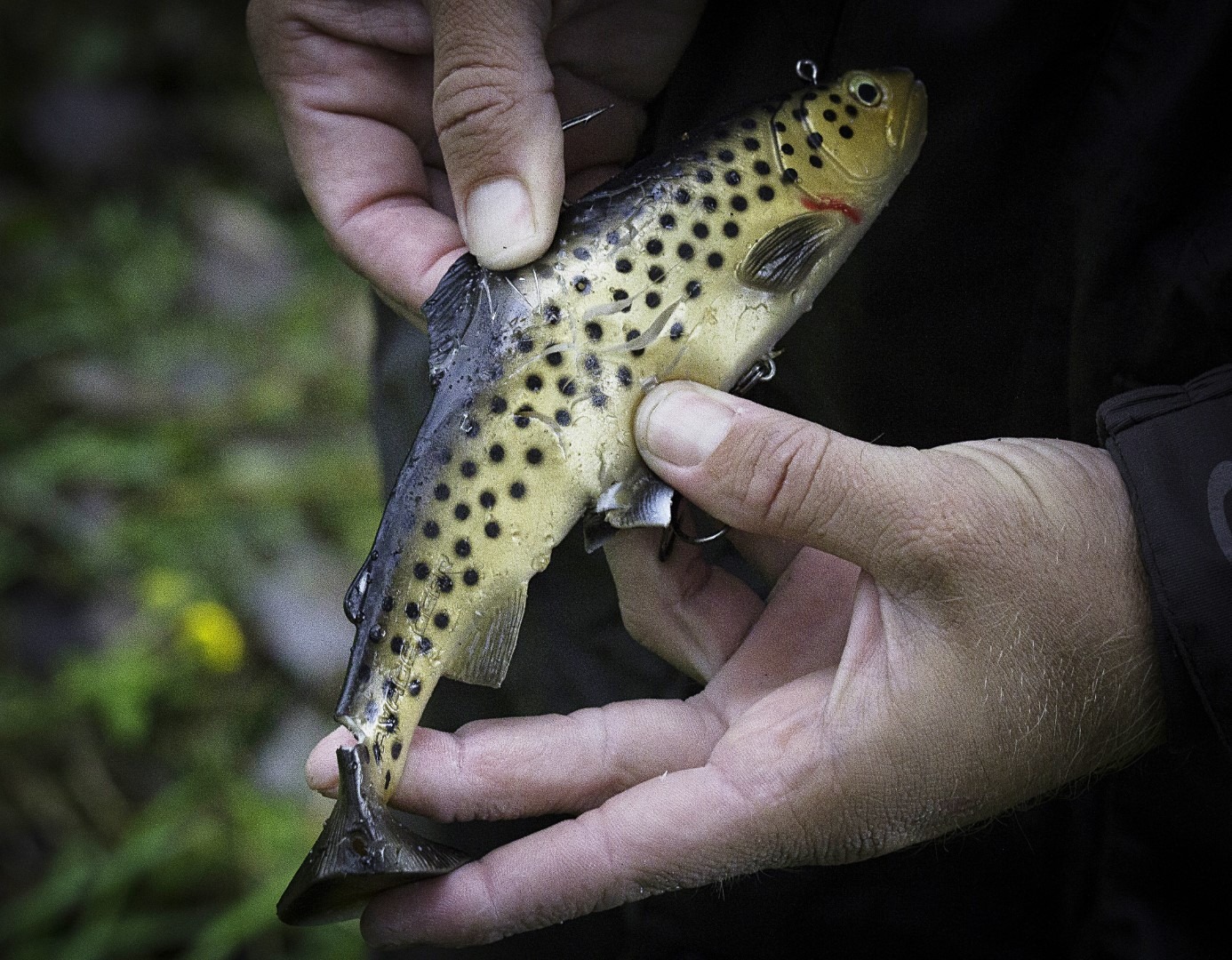 3D Rattle Trout napadnut petnaestak puta